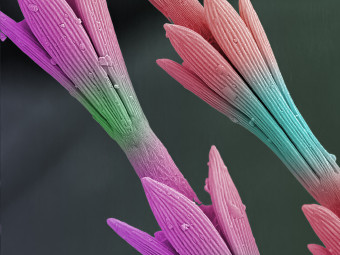 Carpet Beetle Larvae Legs