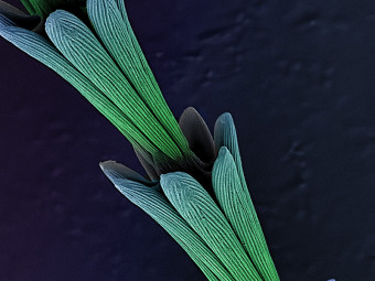 Carpet Beetle Larvae (dust_mold_0128_15) dust_mold_0128_15