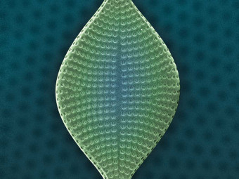 Hudson River Diatom