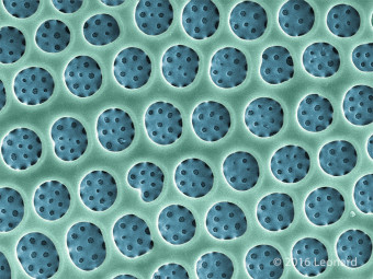 Detail of Hudson River Diatom