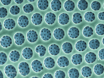 Detail of Hudson River Diatom