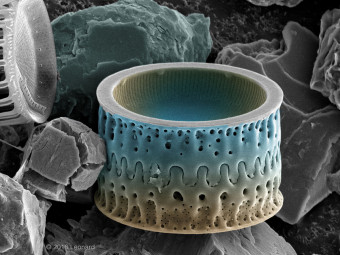 Hudson River Diatom Landscape Like a coliseum! 