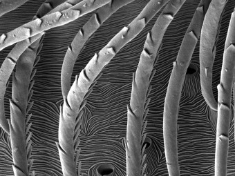 Hampton Spider Landscape im Black & White