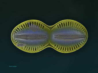 Hudson River Diatom