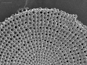 Radiolarian Detail