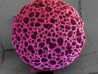 Radiolarian, Zooplankton