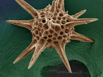 Radiolarian, Zooplankton