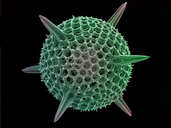 Radiolarian (Rads_0816_02)