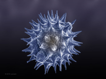 Pollen from Central Park, NYC