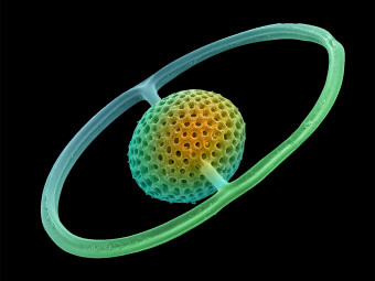 Saturnalis Radiolarian