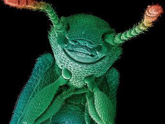 Merchant Grain Beetle