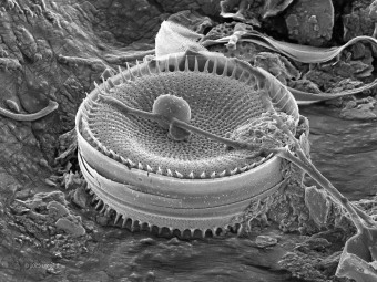 Hudson River Diatom with Debris