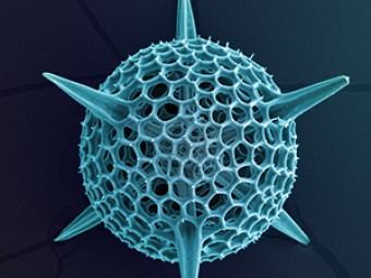 Radiolarian, Zooplankton
