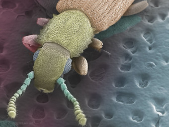 Merchant Grain Beetle