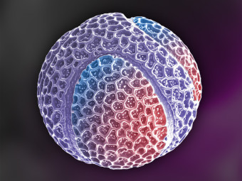 Passion Fruit Pollen