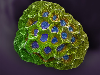 Pollen from Central Park