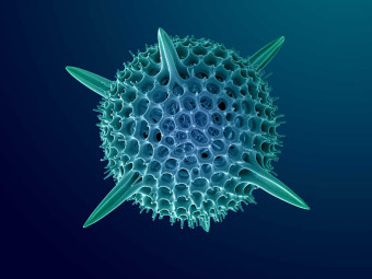 Radiolarian, Zooplankton