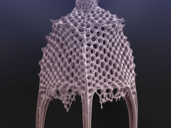 Radiolarian