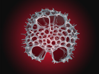 Radiolarian, Zooplankton