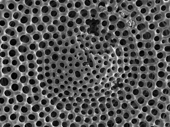 Detail of Radiolarian