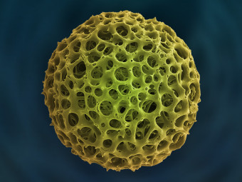 Acrosphaera Radiolarian