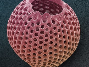 Radiolarian, Zooplankton