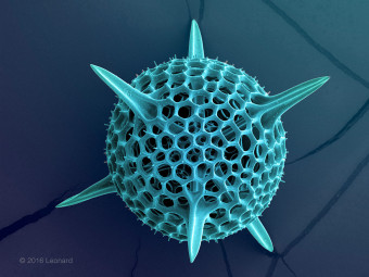 Radiolarian, Hexacontium, rads_0510_22