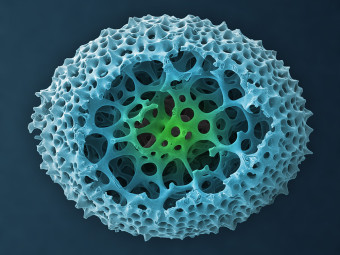 Radiolarian, Zooplankton