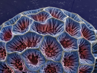 Pollen, Spores, Sneeze, 